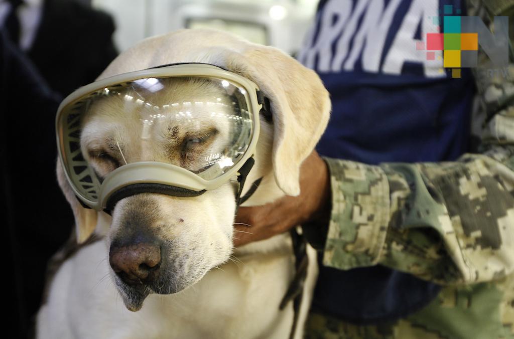 Frida, la perrita rescatista que hizo historia, tras sismos de septiembre