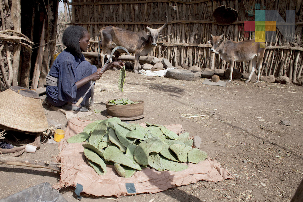 El nopal, cultivo del futuro: FAO
