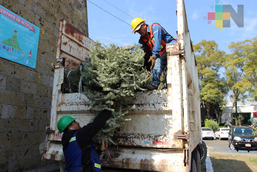 Ante irresponsabilidad de xalapeños, camiones de basura levantan pinos navideños