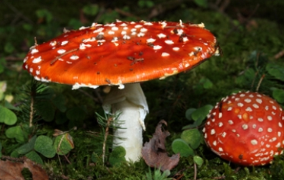 Hongos patógenos, grave amenaza para los bosques tropicales: UNAM