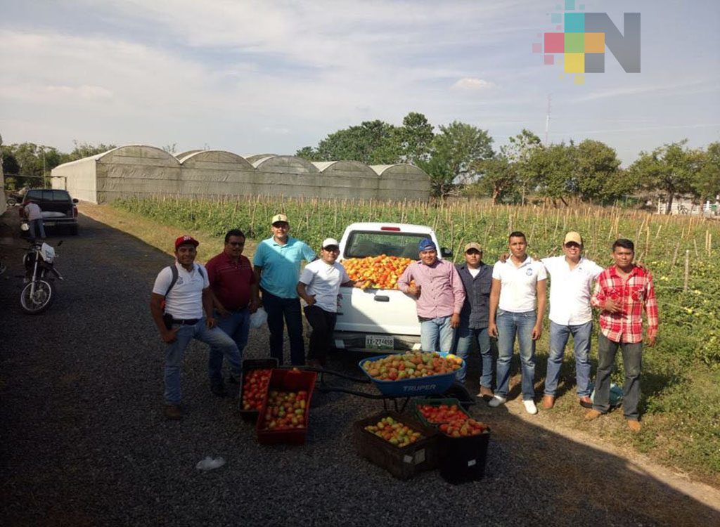 Cosechan tomates en el Tecnológico Superior de Tierra Blanca