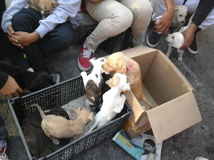 En Boca del Río realizaron operativo para evitar venta de perros y gatos en la vía pública