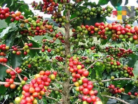 Con mejora de planta y resistencia a la roya se apoya a la cafeticultura en Veracruz