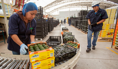 Sagarpa brinda capacitación en inocuidad y certificaciones pecuarias a jóvenes productores