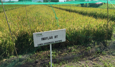 Libera Sagarpa nuevas variedades de arroz para aumentar su productividad en el país