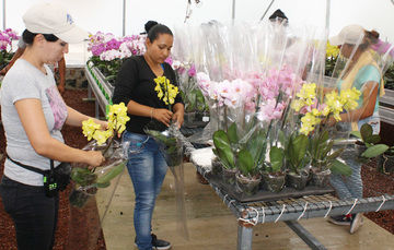 Arráigate, oportunidad productiva para los jóvenes del campo mexicano