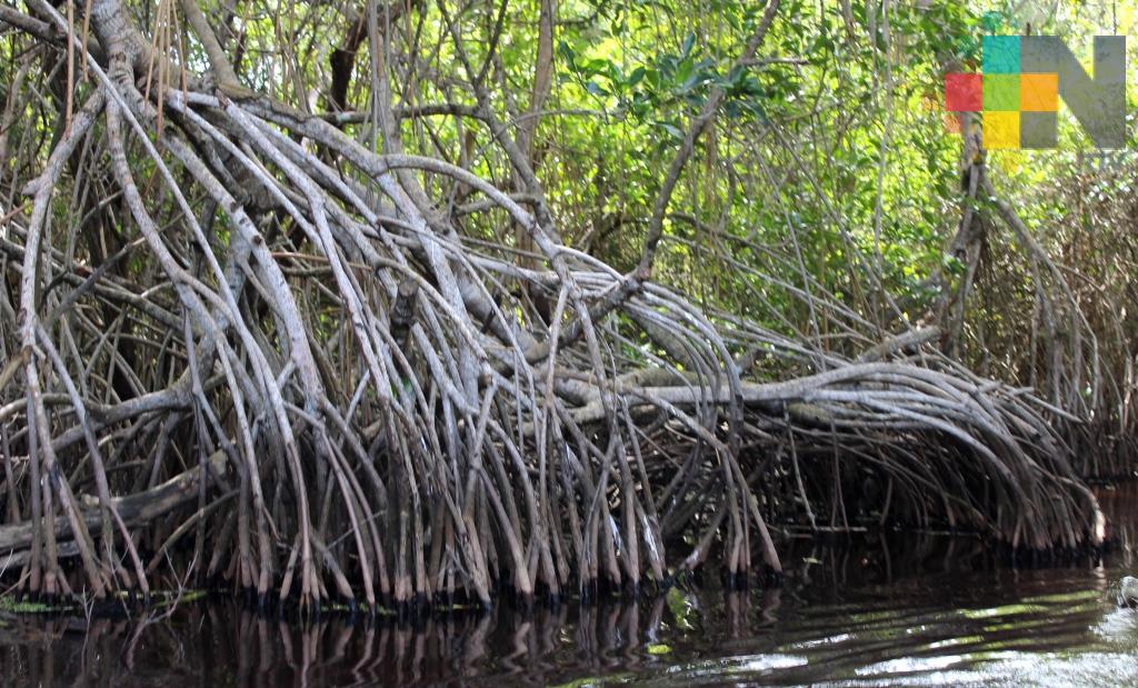 Conafor ha invertido más de 40 mdp para restaurar manglares en Veracruz