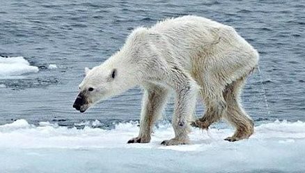 Cambio climático amenaza la supervivencia de los osos polares