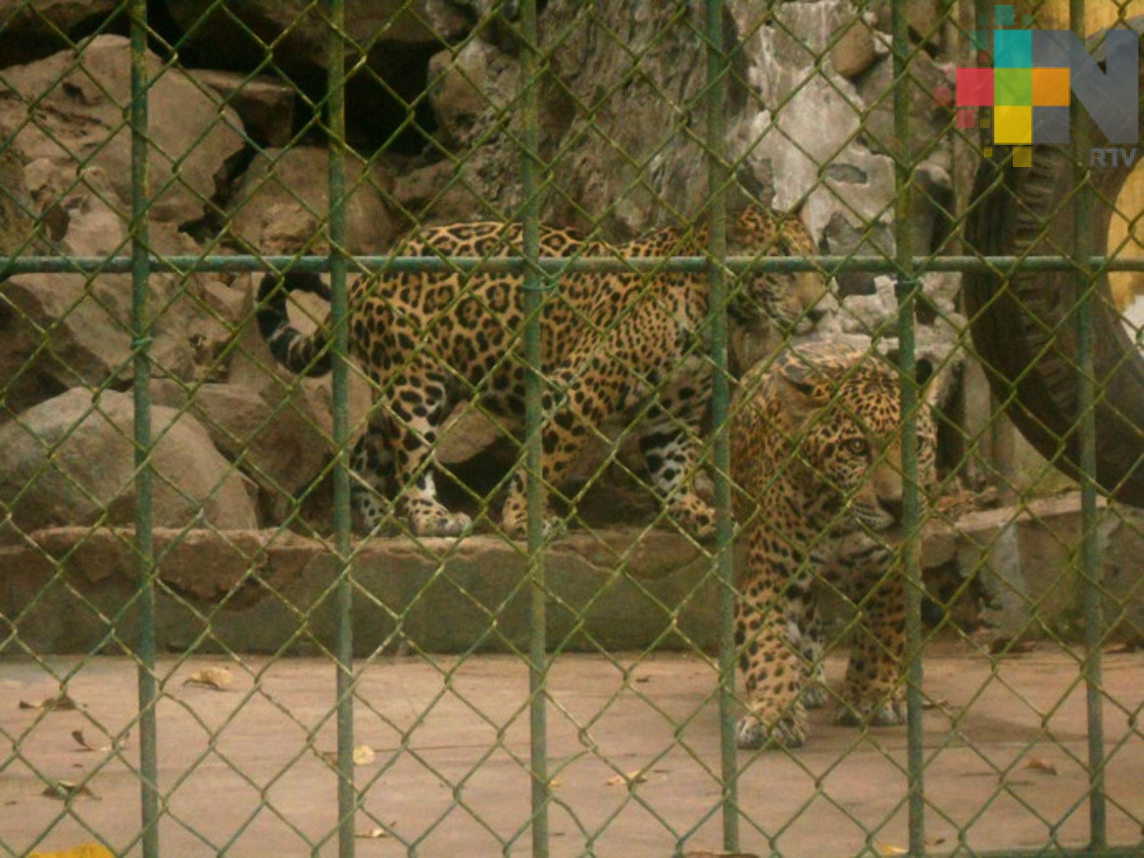 Aseguran 244 ejemplares en predio que maneja vida silvestre en Nayarit