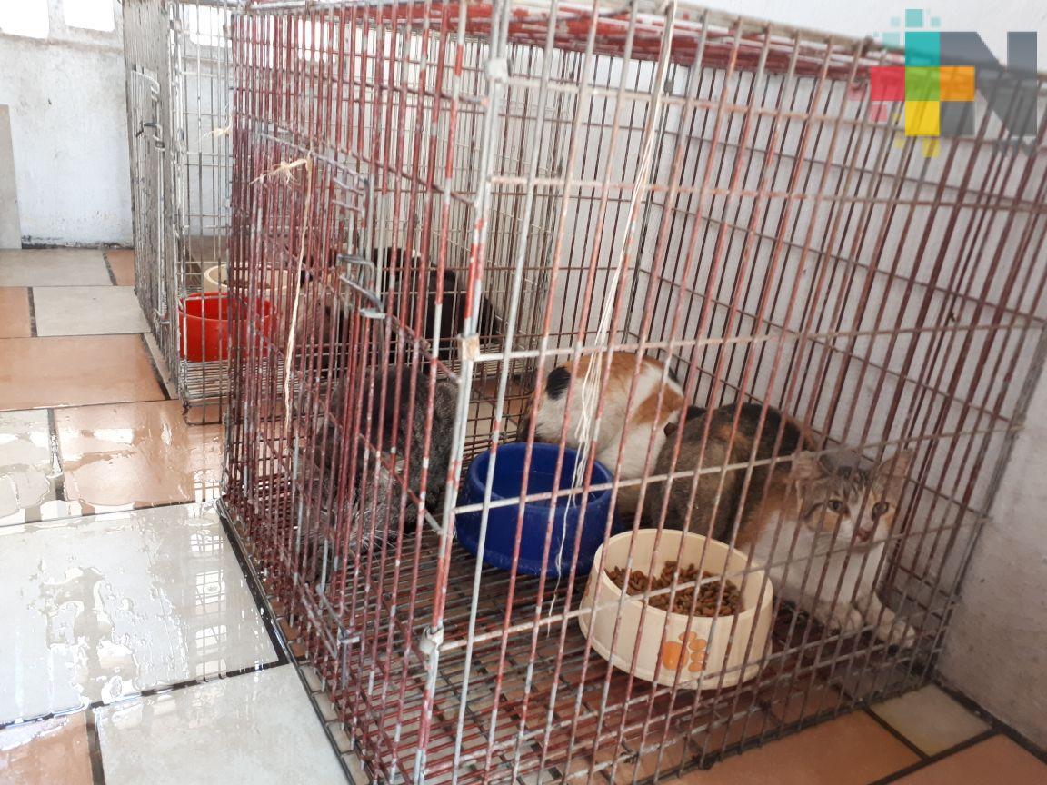Fueron 30 gatos reubicados al parque Miguel Ángel de Quevedo; 16 están en revisión médica