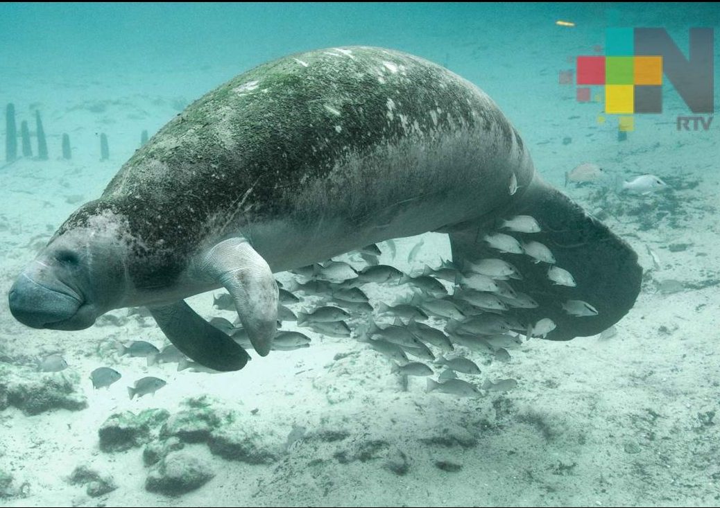 Ante poca afluencia en playas, podría haber más avistamientos de manatíes