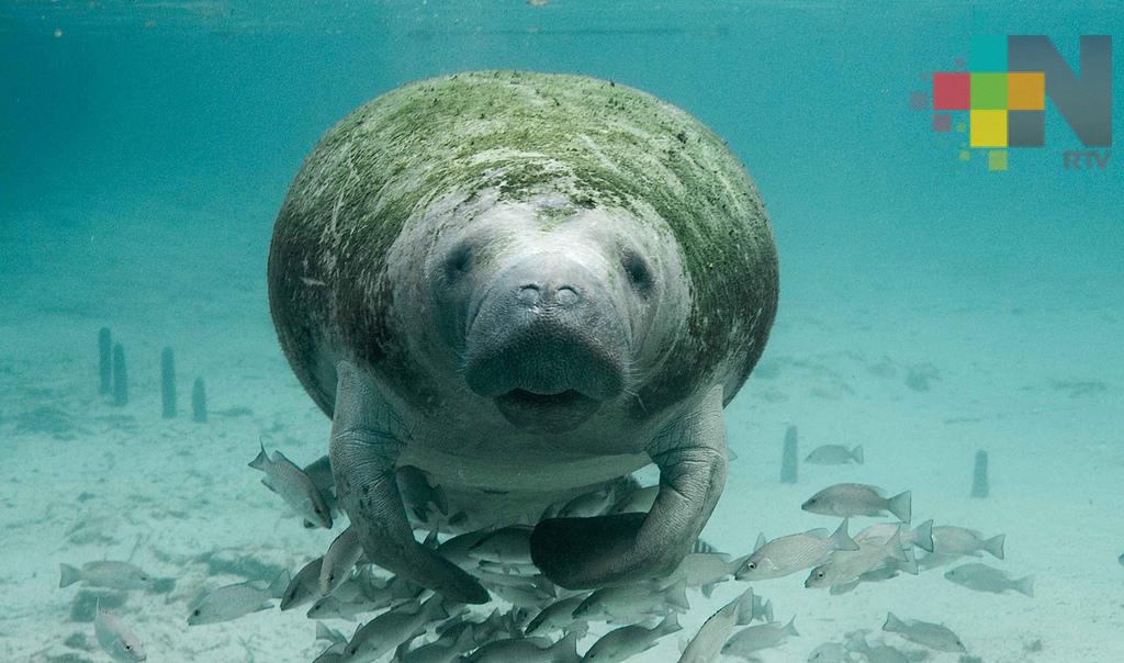 Capacita UV a pescadores ante posible varamiento de manatíes