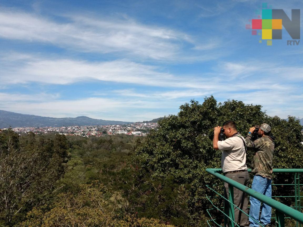 Por reducción del bosque de niebla disminuye población de aves