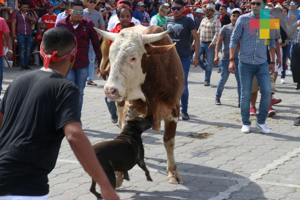 Realizan suelta de toros en Tlacotalpan por fiestas de la Candelaria