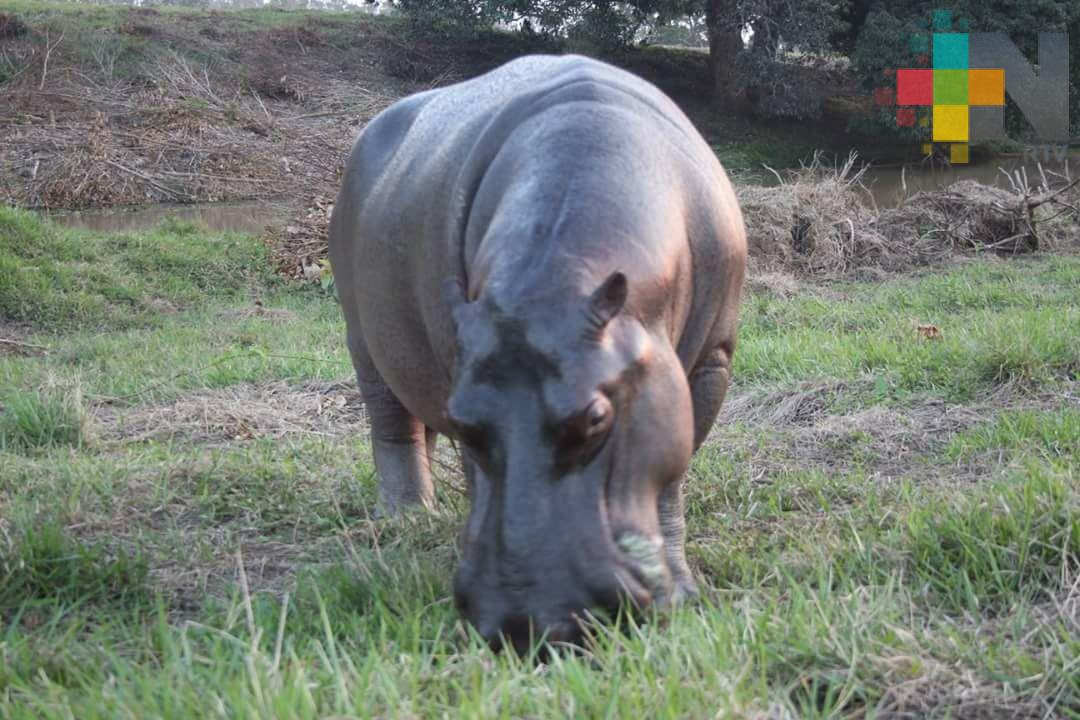 Aparece hipopótamo en Las Choapas