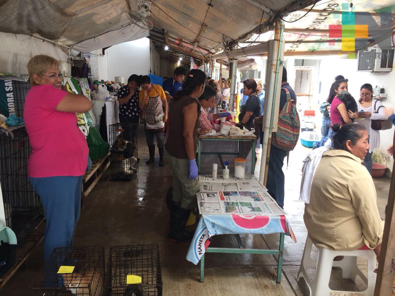 Lamenta Amedea que ayuntamiento no determine la instancia que sancionará a dueños que maltraten a mascotas