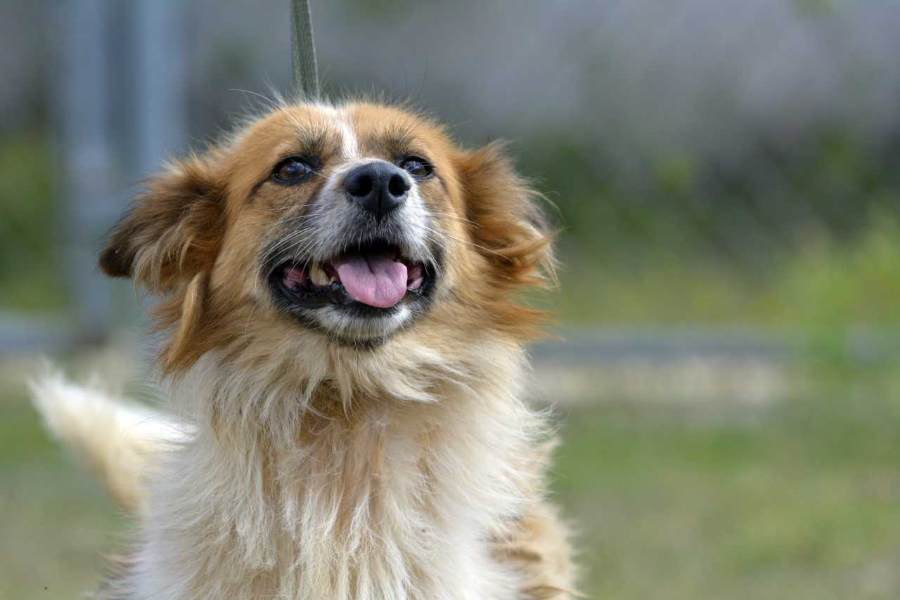 Necesario que ayuntamientos se capaciten e involucren en materia de protección animal