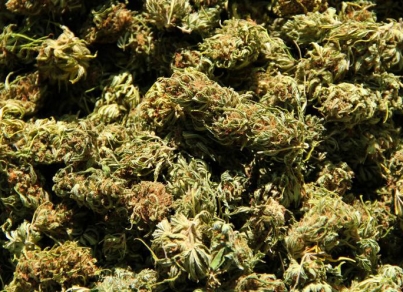 Cofepris ha emitido 10 permisos para uso lúdico de cannabis
