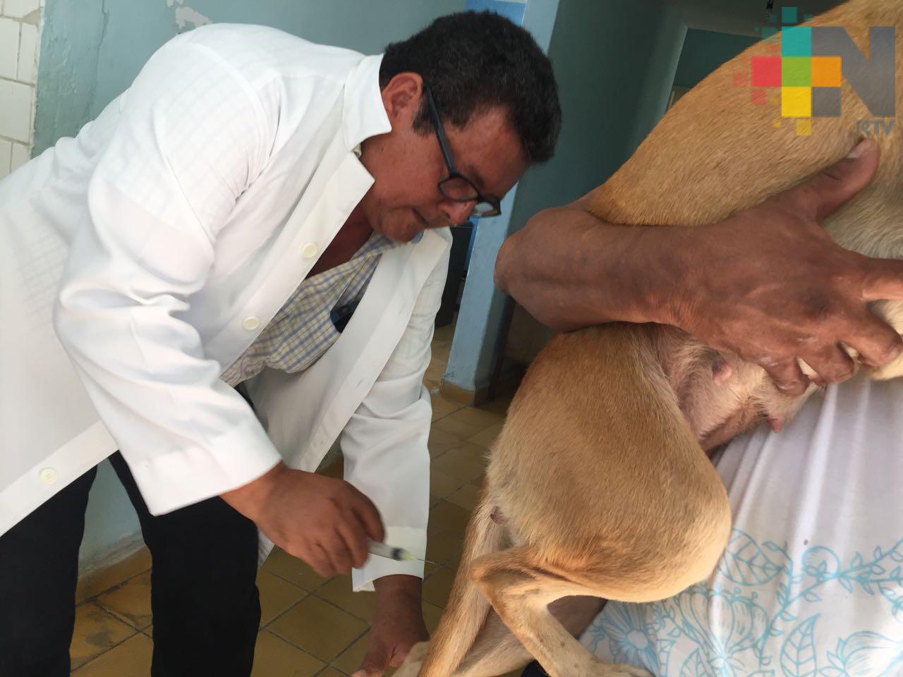Inicia campaña de vacunación canina y felina en Fortín