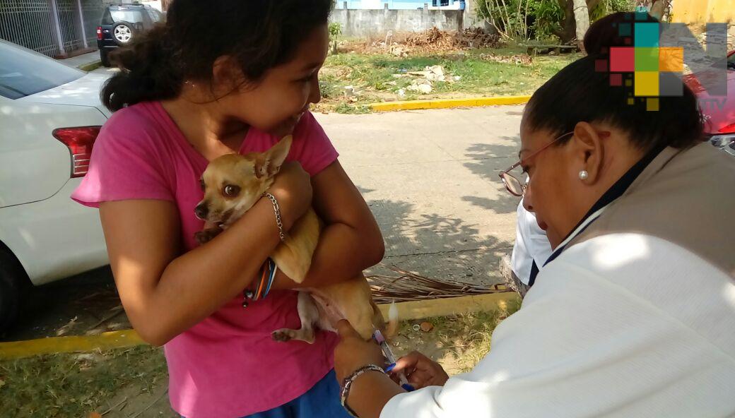 Se aplicarán más de tres millones de vacunas a perros y gatos