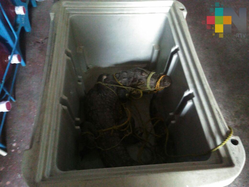 PC captura a cocodrilo de dos metros de largo en Veracruz