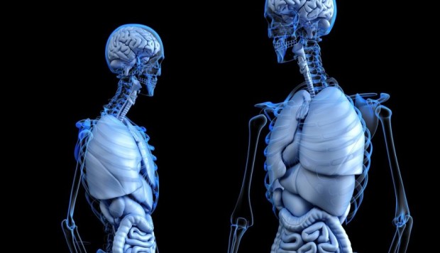 Descubren uno de los órganos más grandes del cuerpo humano