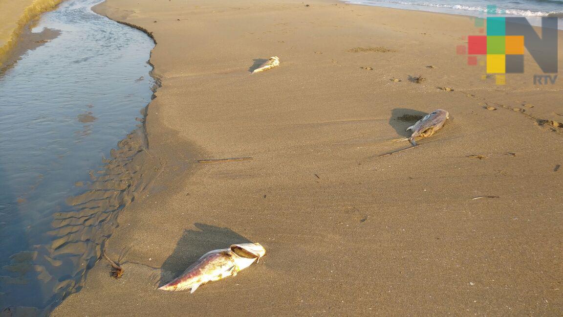Hallan peces muertos en playa de Coatzacoalcos