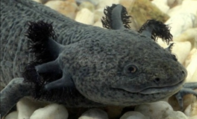 Genoma de ajolote ayudaría a comprender afecciones con cáncer