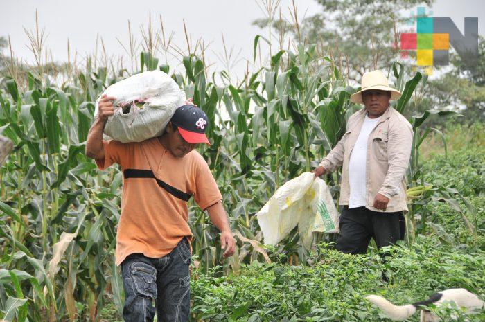 Trabaja México para alcanzar un sistema agroalimentario y nutricional justo, saludable y sustentable