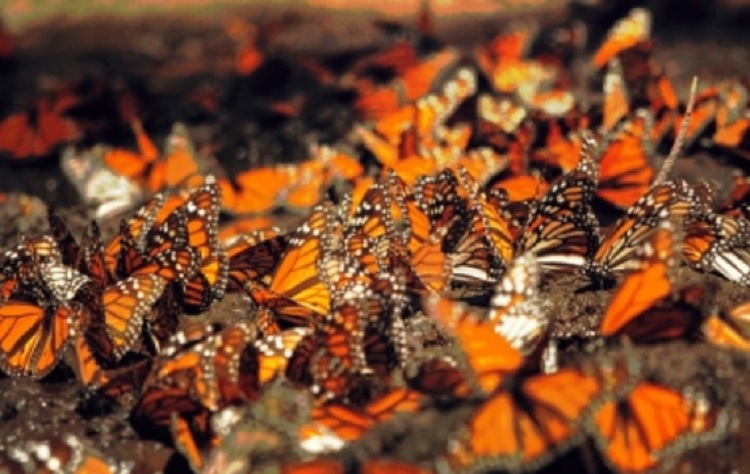 Santuarios de la mariposa Monarca son monitoreados con alta tecnología