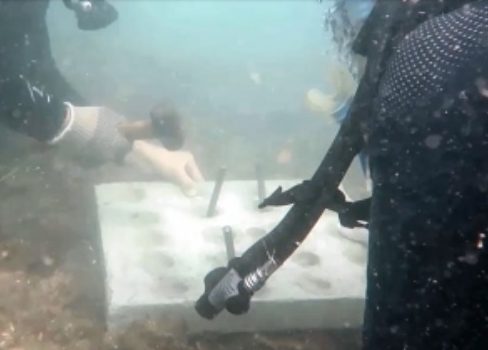 Nuevo Puerto de Veracruz, proyecto ejemplar de desarrollo ecológico