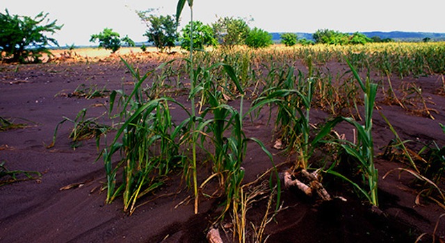 Productores veracruzanos recibirán pago por pérdidas en cosechas por huracán Grace