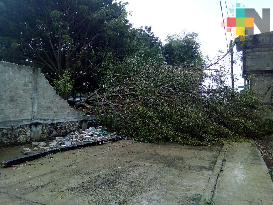 Caída de árboles en Teocelo daña dos escuelas