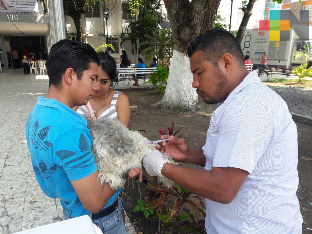 Por concluir campaña de vacunación antirrábica para perros y gatos