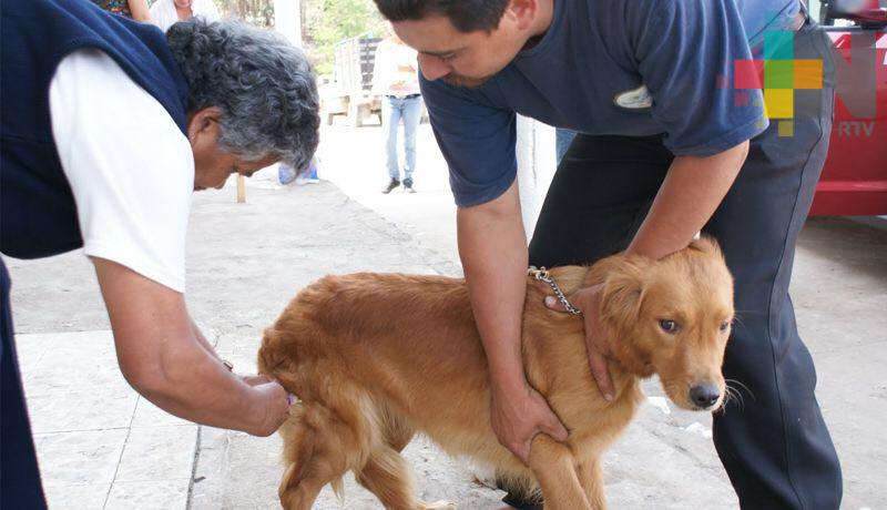 Jurisdicción Sanitaria número II sede en Tuxpan pone en marcha campaña antirrábica canina y felina