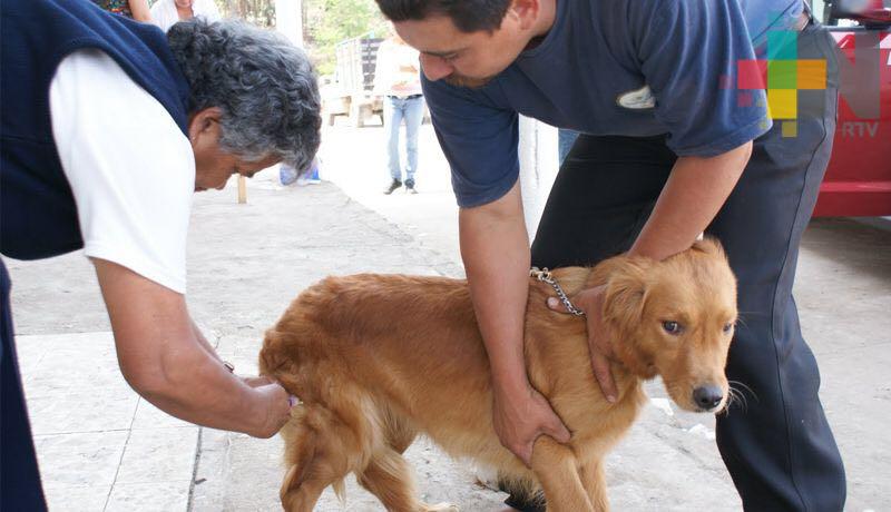 En Tierra Blanca inician campaña de vacunación antirrábica