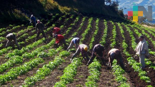 Sistema de policultivos beneficia a familias campesinas de la zona norte del estado de Veracruz