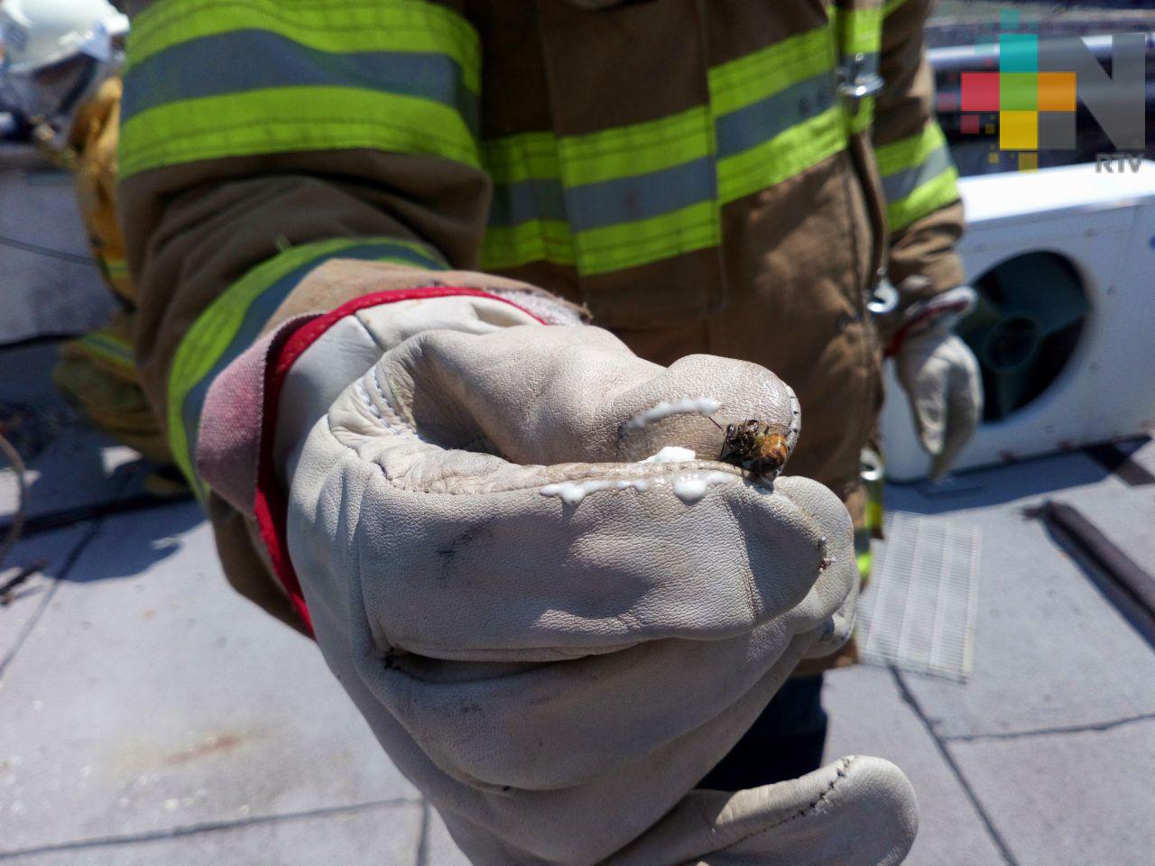 Implementan operativo para control de abejas en escuelas de Veracruz