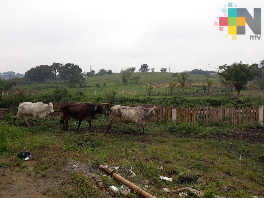 Por concluir inscripción para el «Tianguis Ganadero»