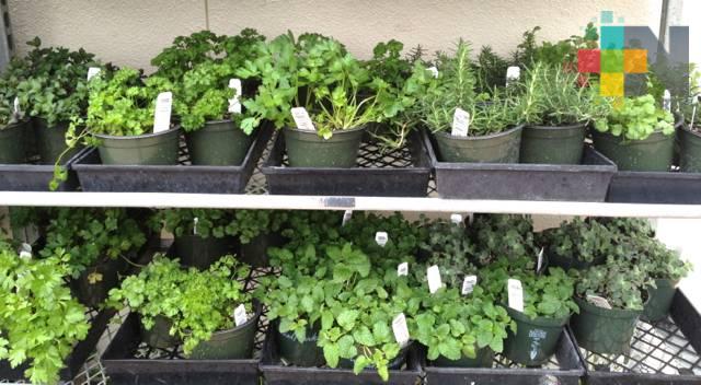 «Héroes en acción» preparan trueque de macetas a cambio de despensas en Coatzacoalcos