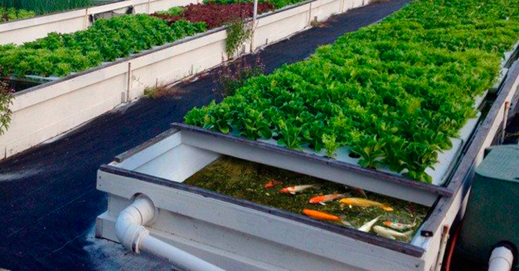 Acuaponía, una alternativa sustentable para la producir plantas y peces