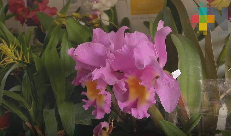 Aumenta comercialización ilegal de orquídeas en Coatepec, Córdoba, Fortín y Xalapa
