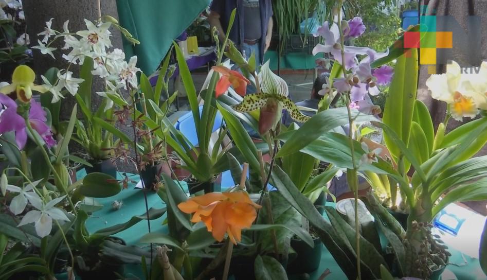 En Coatepec se celebrará la X edición de Feria Nacional de la Orquídea