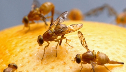 Universidad Veracruzana patenta una trampa para combatir mosca de fruta