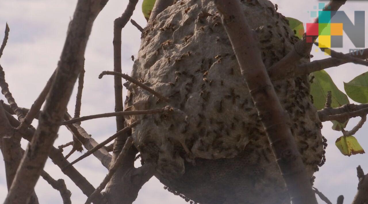 Vecinos reportan panal de avispas en bulevar Ruiz Cortines, de Boca del Río