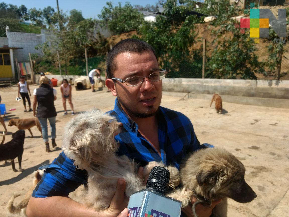 En el refugio Ada Azul de Xalapa jóvenes voluntarios bañan a 300 perros  rescatados