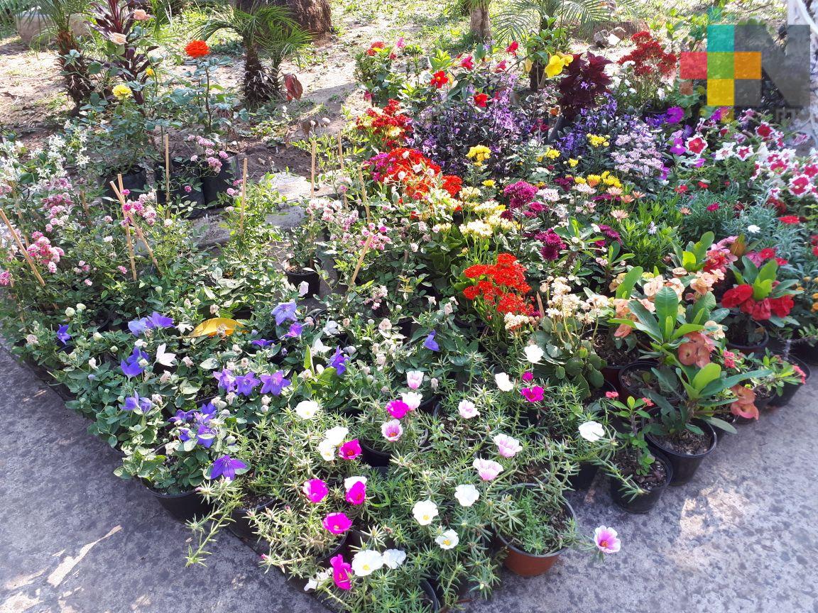 Floricultores ofrecen gran variedad de plantas en Veracruz puerto