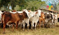 Desmiente gobernador robo de ganado en Papantla