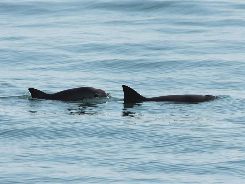 Sea Shepherd suma nuevo barco la operación para proteger a vaquita marina