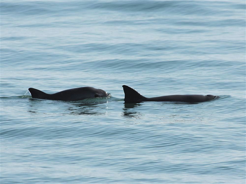 Se amplía área de refugio de la vaquita marina en el alto Golfo de California